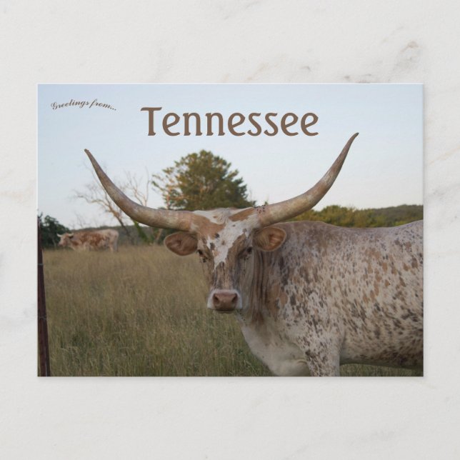 Carte Postale Vache à longue corne dans le Tennessee (Devant)