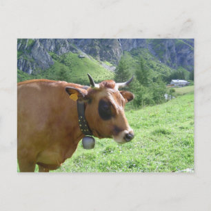 Carte Postale Vache alpine