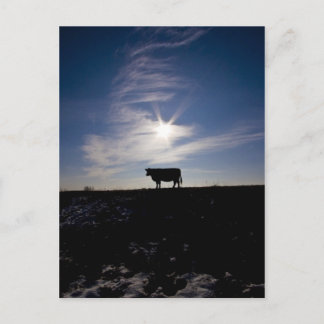 Carte Postale vache au soleil