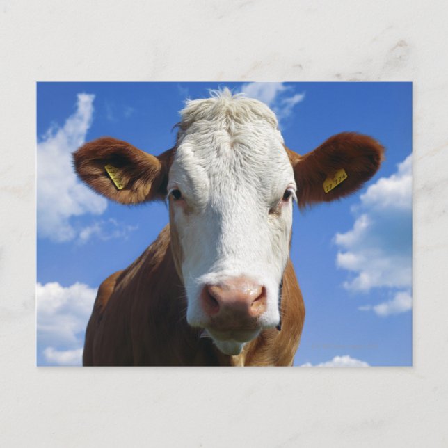 Carte Postale Vache bavaroise contre ciel bleu (Devant)