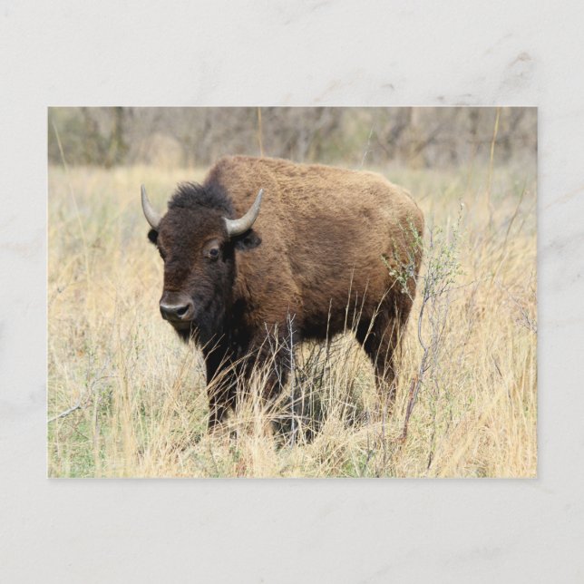 Carte Postale Vache bisons dans les Flint Hills, Kansas (Devant)