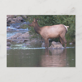 Carte Postale Vache blanche traversant la rivière tôt le matin.