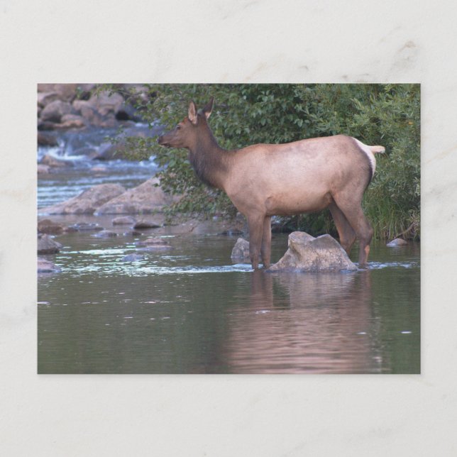 Carte Postale Vache blanche traversant la rivière tôt le matin. (Devant)