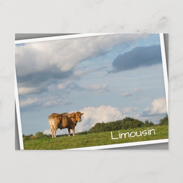 Carte Postale Vache Blonde d'Aquitaine en Dordogne, France (Devant)