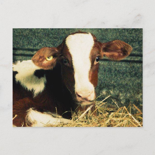 Carte Postale Vache Brown et blanche au lait (Devant)