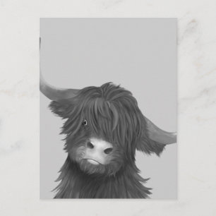 Carte Postale Vache de Balck et de White Highland