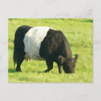 Vache de galloway peinte à la ceinture en champ