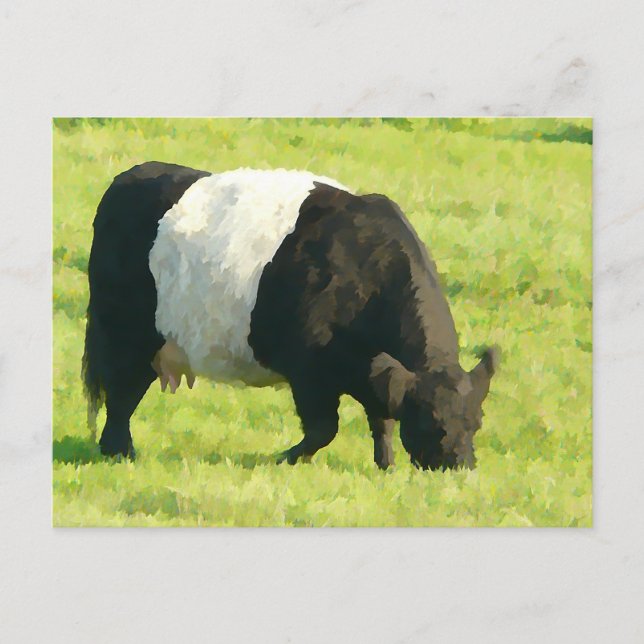 Carte Postale Vache de galloway peinte à la ceinture en champ (Devant)