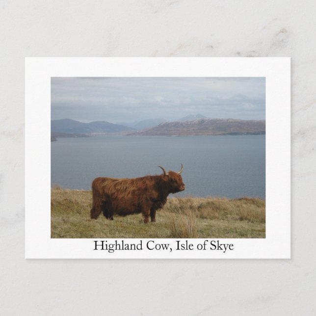 Carte Postale Vache de Highland (Devant)