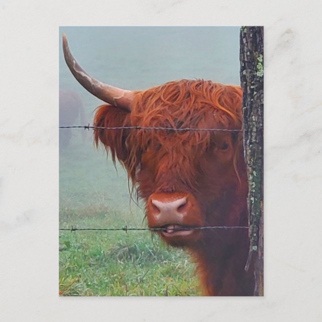 Carte Postale Vache de Highland mordant une clôture de fil (Devant)