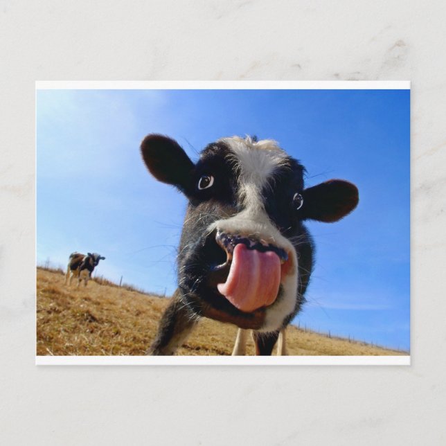 Carte Postale Vache de Lickin (Devant)