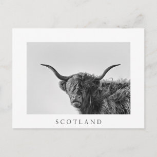 Carte Postale Vache des hautes terres robuste en monochrome