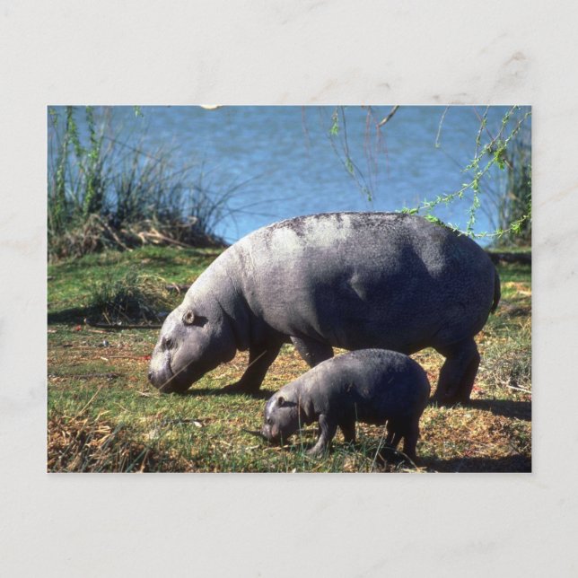 Carte Postale Vache d'hippopotame avec petit veau (Devant)