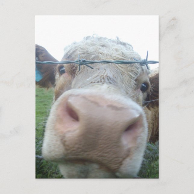 Carte Postale vache écossaise (Devant)