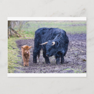 Carte Postale Vache écossaise de la mère noire
