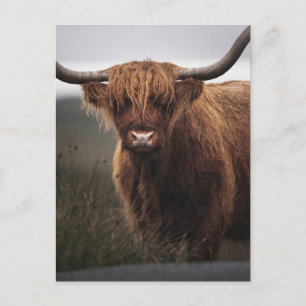 Carte Postale Vache écossaise des Highlands (Coo) Photo