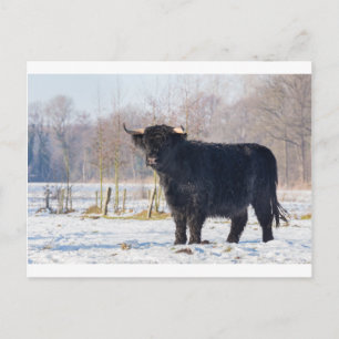 Carte Postale Vache écossaise haute en hiver dans la neige