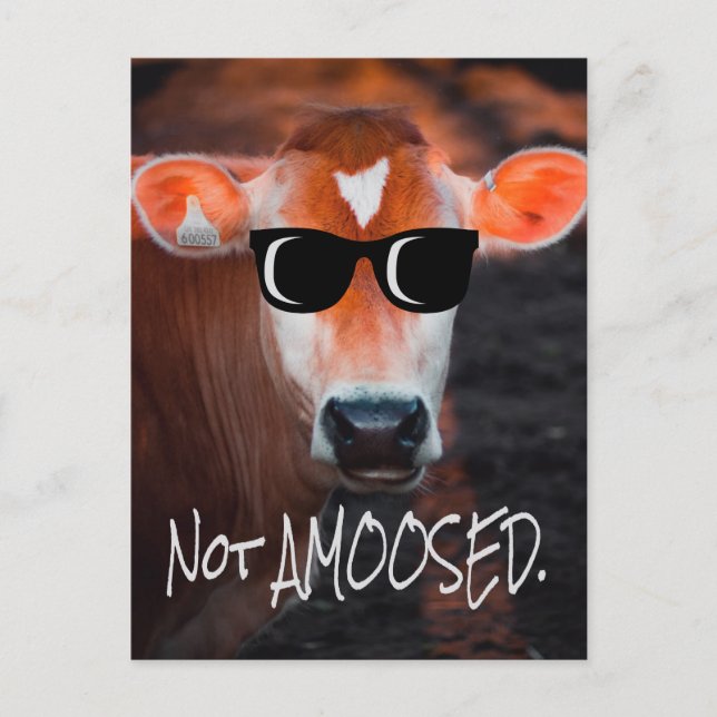 Carte Postale Vache en lunettes de soleil Pas aMOOsed mignon drô (Devant)