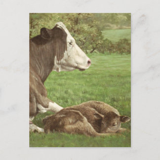 Carte Postale vache et veau en champ