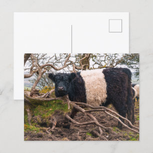 Carte Postale Vache galloway ceinturée debout par arbre tombé
