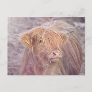 Carte Postale Vache Highland, Vache Highland