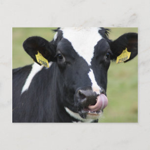 Carte Postale Vache holstein à cueillir le nez