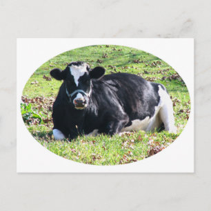 Carte Postale Vache laitière au repos cercle fond blanc