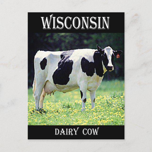 Carte Postale Vache laitière du Wisconsin (Devant)