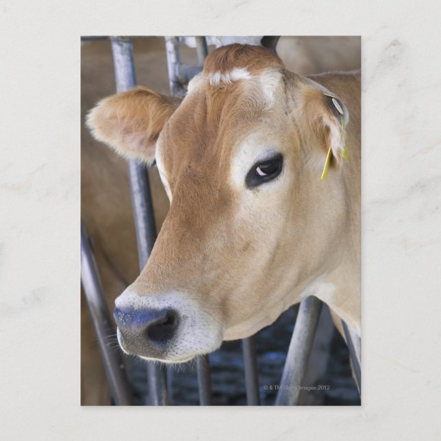 Carte Postale Vache laitière Jersey avec tête dans la serrure de (Devant)