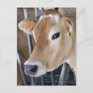 Carte Postale Vache laitière Jersey avec tête dans la serrure de