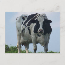 Carte postale VACHE LAITIÈRE VERMONT