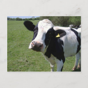 Carte Postale Vache mûre