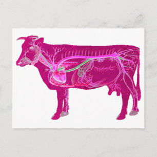 Carte Postale Vache mûre anatomique