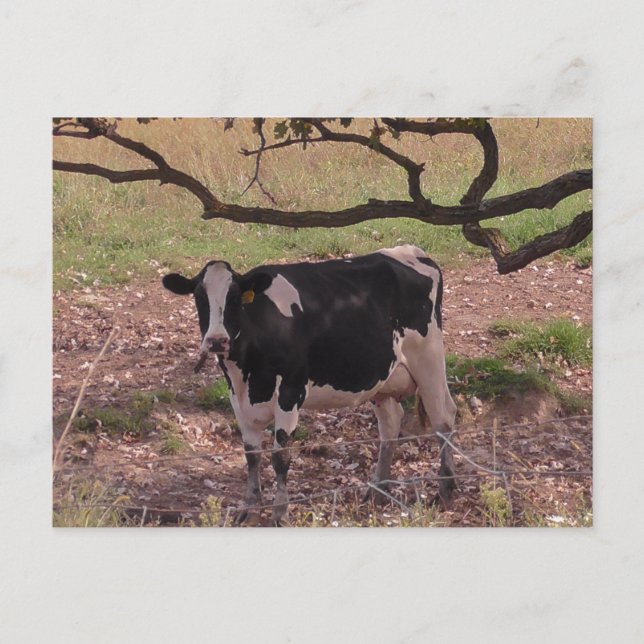 Carte Postale Vache mûre sous arbre (Devant)