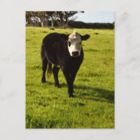 Vache Noire À Visage Blanc Et Mohawk,
