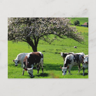 Carte Postale Vache parmi les pommiers en fleurs en Normandie