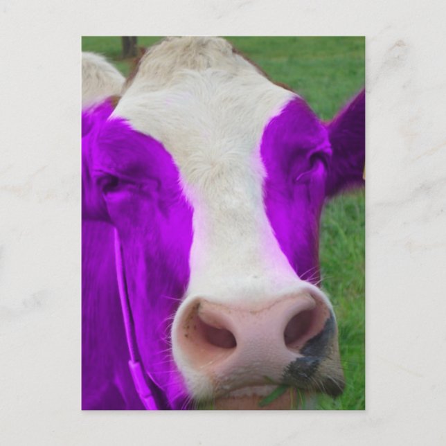 Carte Postale vache pourpre (Devant)