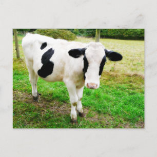 Carte Postale Vache S noir et blanc