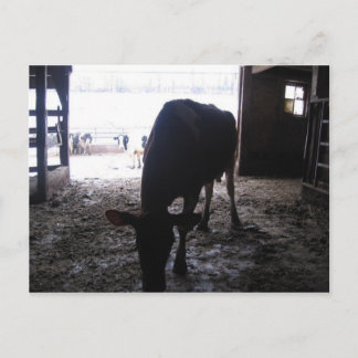 Carte Postale vache solitaire