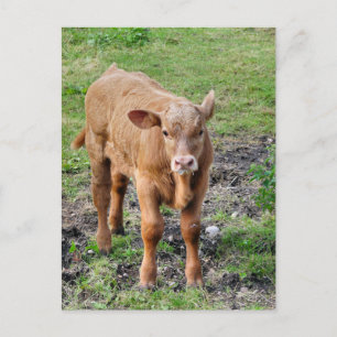 CARTE POSTALE VACHES