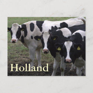 Carte Postale Vaches