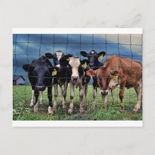 Carte Postale Vaches