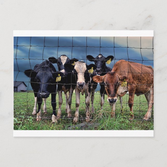 Carte Postale Vaches (Devant)