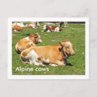 Vaches alpines