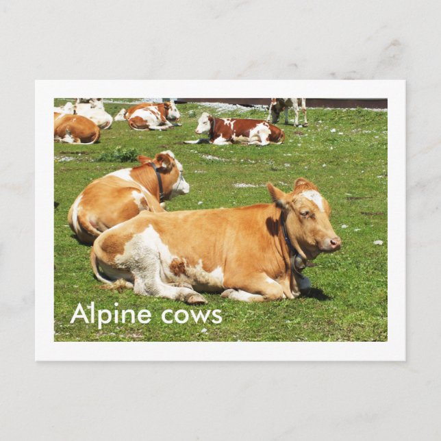 Carte Postale Vaches alpines (Devant)