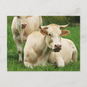 Carte Postale Vaches Aubrac dans un champ