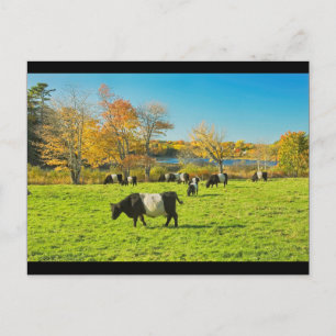 Carte Postale Vaches Belted Galloway paissant sur l'herbe en aut