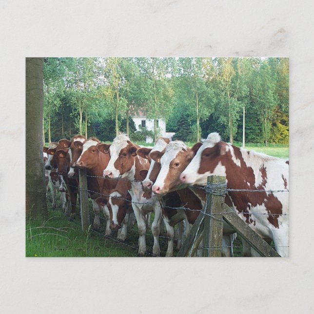 Carte Postale Vaches curieuses (Devant)