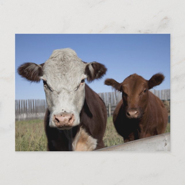 Carte Postale Vaches dans la zone clôturée (Devant)