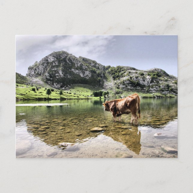 Carte Postale Vaches dans les lacs de Covadonga, Asturies (Devant)